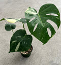 6" Monstera Thai Constellation